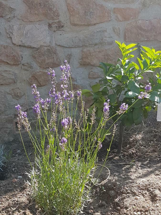 Villa La Petite Bergerie Roquebrune-sur-Argens Exterior foto
